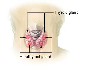 tiroid bezi gland